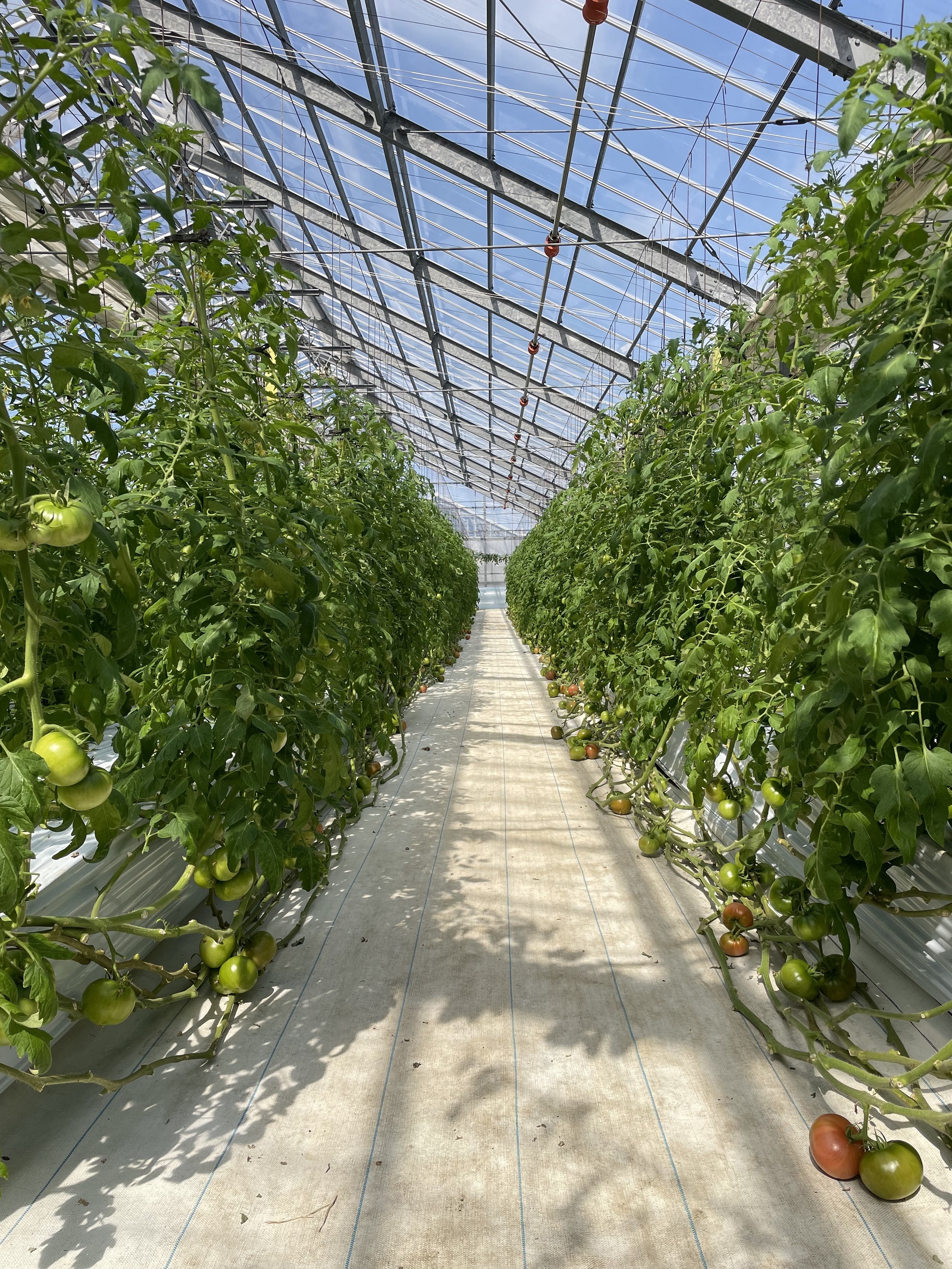 波多江農園_ハウス内の画像